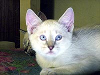 тайские (старо-сиамские), продажа котят сезон 2005-2006 фото 2