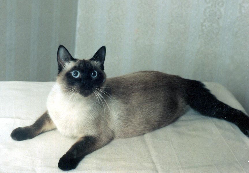 питомник сиамских кошек москва