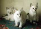 тайские (старо- сиамские) котята продажа сезон 2003 фото 1