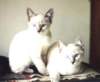 photo21_small.jpg