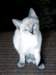 photo4_small.jpg